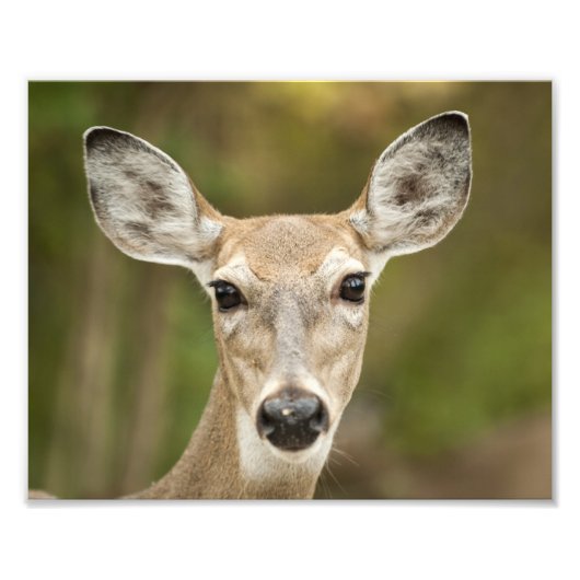White Tailed Deer Foto Afdruk (Voorkant)