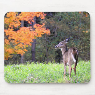 White Tailed Deer in een Autumn Field Muismat