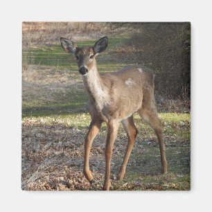 White Tailed Deer Magneet
