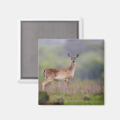White-Tailed Deer Magneet (Voorkant / Achterkant)