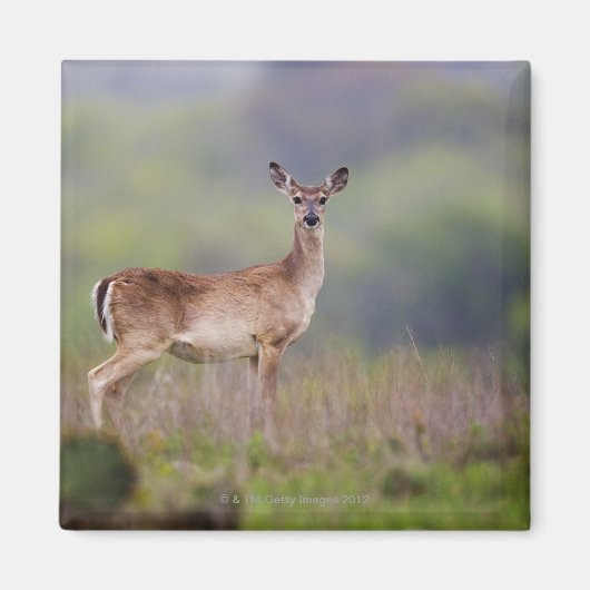 White-Tailed Deer Magneet (Voorkant)
