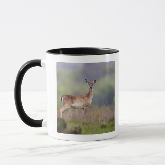 White-Tailed Deer Mok (Links)