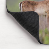 White-Tailed Deer Muismat (Hoek)