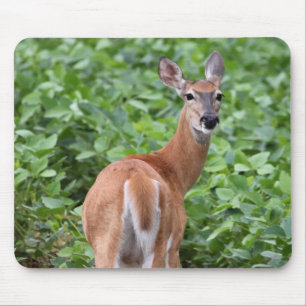 White-Tailed Deer Muismat