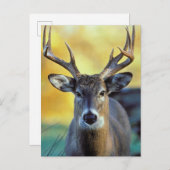 White-Tailed Deer | Najaar Briefkaart (Voorkant / Achterkant)