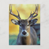 White-Tailed Deer | Najaar Briefkaart (Voorkant)