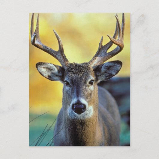White-Tailed Deer | Najaar Briefkaart (Voorkant)