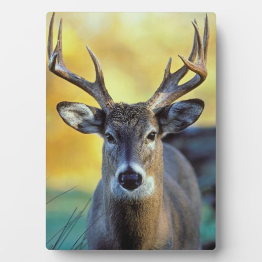 White-Tailed Deer | Najaar Fotoplaat (voorkant)