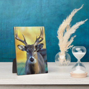White-Tailed Deer   Najaar Fotoplaat