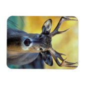White-Tailed Deer | Najaar Magneet (Horizontaal)