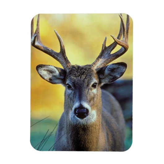 White-Tailed Deer | Najaar Magneet (Verticaal)