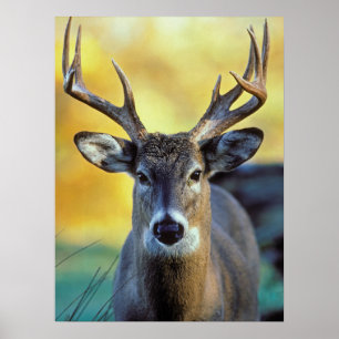 White-Tailed Deer   Najaar Poster