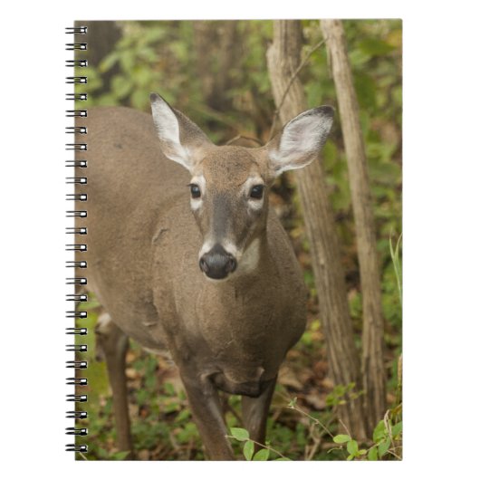White Tailed Deer Notitieboek (Voorkant)