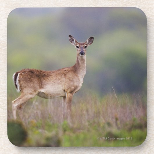 White-Tailed Deer Onderzetter (Voorkant)