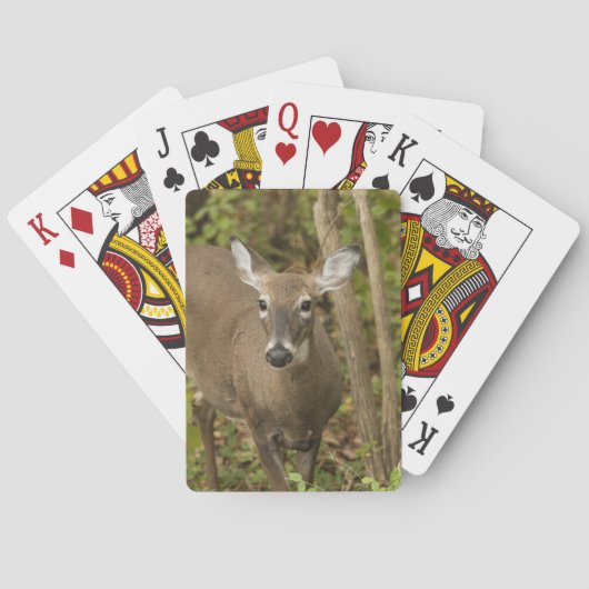 White Tailed Deer Pokerkaarten (Achterkant)