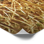 White Tailed Deer Poster (Hoek)