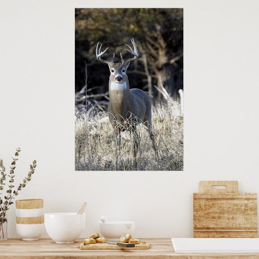 White Tailed Deer Poster (Keuken)