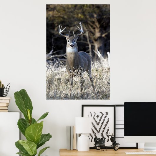 White Tailed Deer Poster (Thuiskantoor)