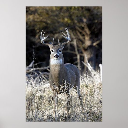 White Tailed Deer Poster (Voorkant)