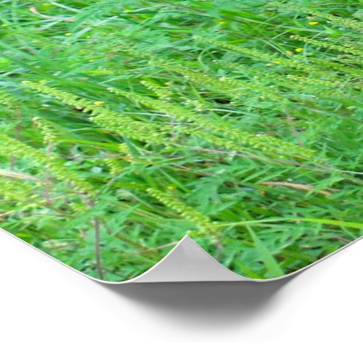 White Tailed Deer Poster (Hoek)