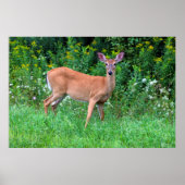 White Tailed Deer Poster (Voorkant)