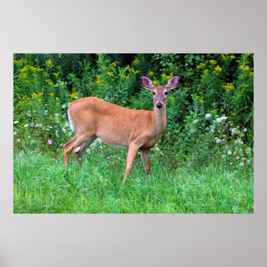 White Tailed Deer Poster (Voorkant)