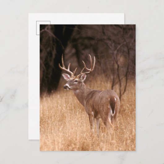 White Tailed Deer | State Park Choke Canyon, TX Briefkaart (Voorkant / Achterkant)