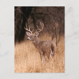 White Tailed Deer   State Park Choke Canyon, TX Briefkaart