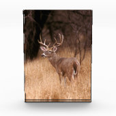 White Tailed Deer | State Park Choke Canyon, TX Fotoblokken (Voorkant)