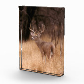 White Tailed Deer | State Park Choke Canyon, TX Fotoblokken (Rechts)