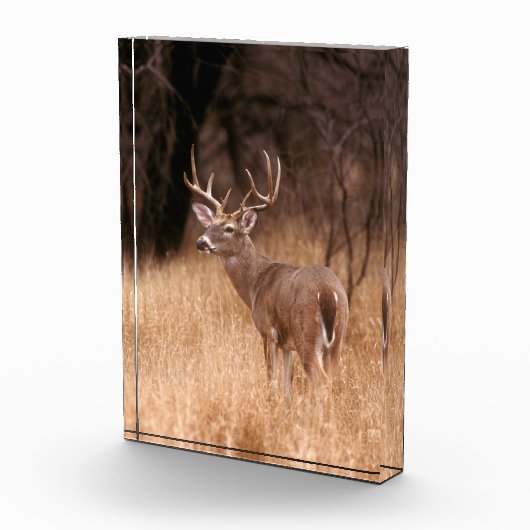 White Tailed Deer | State Park Choke Canyon, TX Fotoblokken (Rechts)