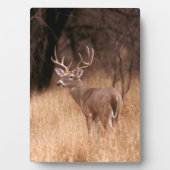 White Tailed Deer | State Park Choke Canyon, TX Fotoplaat (voorkant)