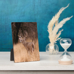 White Tailed Deer   State Park Choke Canyon, TX Fotoplaat