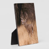 White Tailed Deer | State Park Choke Canyon, TX Fotoplaat (Zijkant)