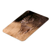 White Tailed Deer | State Park Choke Canyon, TX Magneet (Linkerzijde)