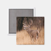 White Tailed Deer | State Park Choke Canyon, TX Magneet (Voorkant / Achterkant)
