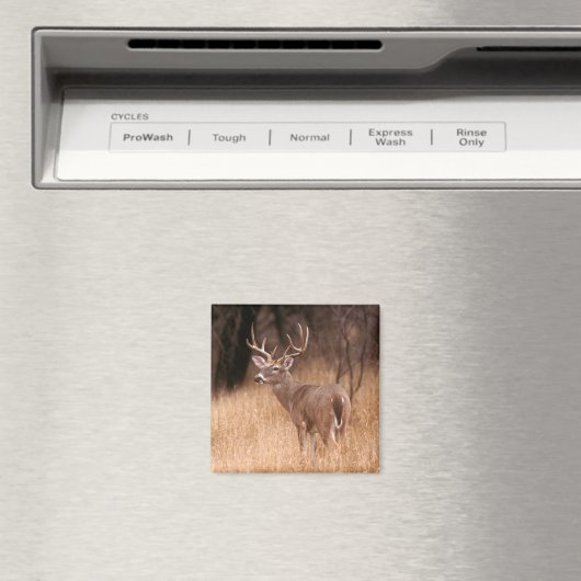 White Tailed Deer | State Park Choke Canyon, TX Magneet (Insitu (Vaatwasser))