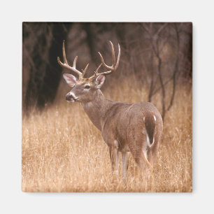 White Tailed Deer State Park Choke Canyon, TX Magneet