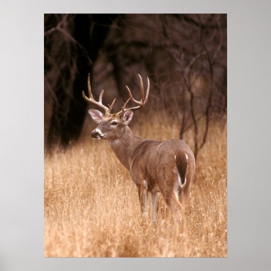 White Tailed Deer | State Park Choke Canyon, TX Poster (Voorkant)