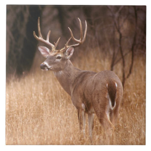 White Tailed Deer   State Park Choke Canyon, TX Tegeltje