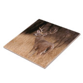 White Tailed Deer | State Park Choke Canyon, TX Tegeltje (Zijkant)