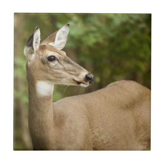 White Tailed Deer Tegeltje (Voorkant)