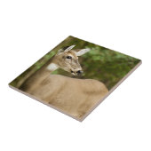 White Tailed Deer Tegeltje (Zijkant)