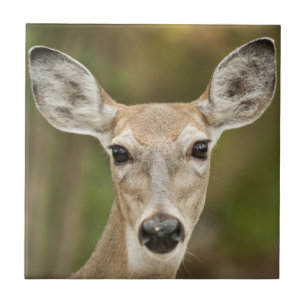 White Tailed Deer Tegeltje