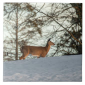 White Tailed Deer Tegeltje (Voorkant)