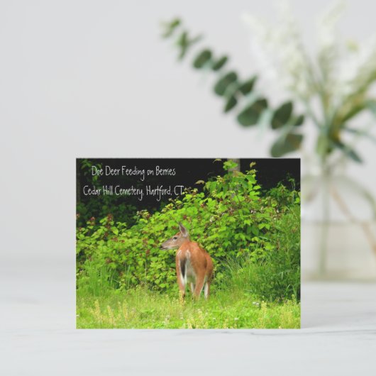 White Tailed Doe Deer in Hartford, CT Briefkaart (Staand voorkant)