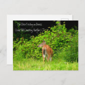 White Tailed Doe Deer in Hartford, CT Briefkaart (Voorkant / Achterkant)