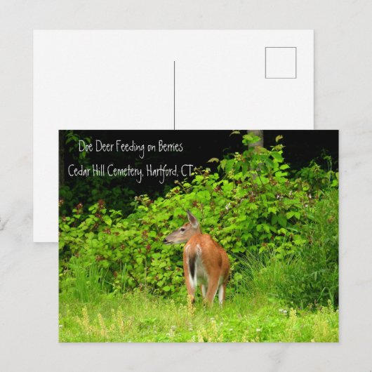 White Tailed Doe Deer in Hartford, CT Briefkaart (Voorkant / Achterkant)