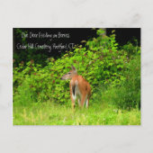 White Tailed Doe Deer in Hartford, CT Briefkaart (Voorkant)