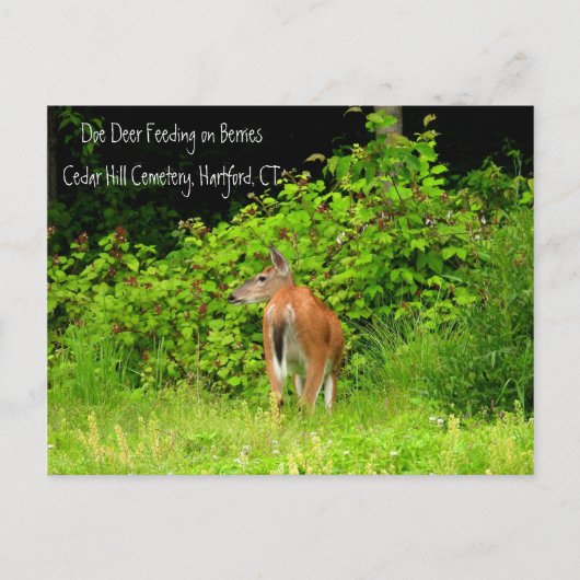 White Tailed Doe Deer in Hartford, CT Briefkaart (Voorkant)